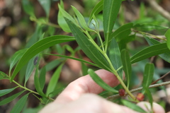 Myoporum acuminatum