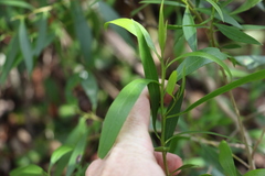 Myoporum acuminatum