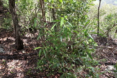 Myoporum acuminatum