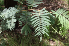 Acacia loroloba