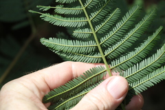 Acacia loroloba