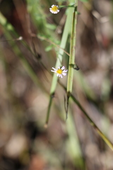 Vittadinia dissecta hirta