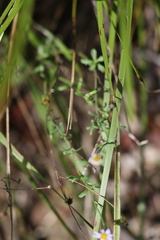 Vittadinia dissecta hirta