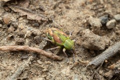 Coniatus tamarisci