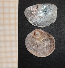 Pododesmus patelliformis