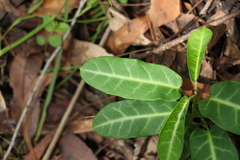 Leichhardtia lloydii