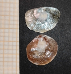 Pododesmus patelliformis