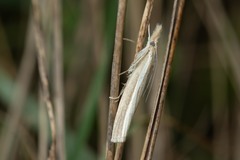 Agriphila tristella