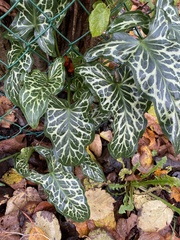 Arum italicum