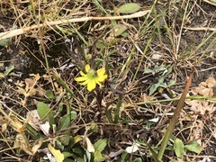 Asteraceae