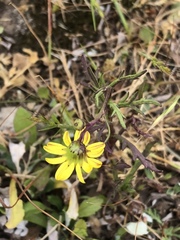 Asteraceae