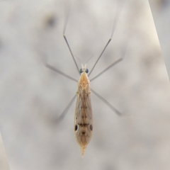 Gonomyia