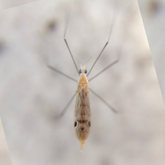 Gonomyia