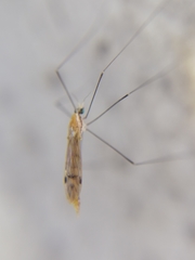 Gonomyia