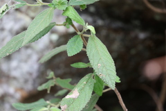 Acalypha nemorum