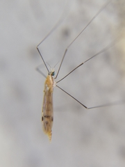 Gonomyia