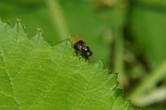 Pachygastrinae