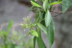 Pavetta australiensis