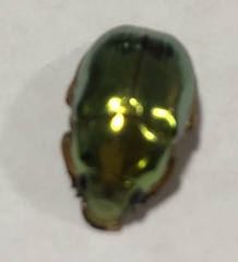 Anoplognathus parvulus