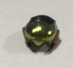 Anoplognathus parvulus