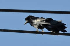 Corvus frugilegus