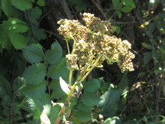 Hylotelephium maximum maximum