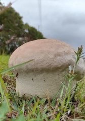 Calvatia lilacina