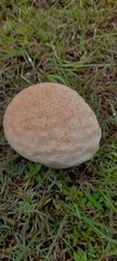 Calvatia lilacina