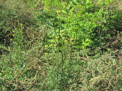 Erysimum marschallianum