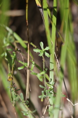 Vittadinia dissecta hirta