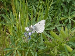 Glaucopsyche lygdamus