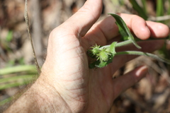 Gynura drymophila