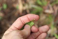 Leichhardtia lloydii
