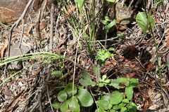 Gynura drymophila