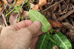 Leichhardtia lloydii