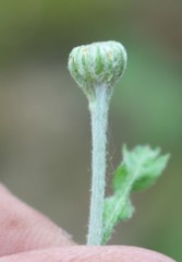 Tanacetum poteriifolium