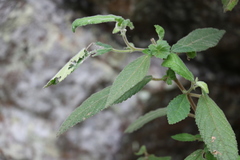 Acalypha nemorum