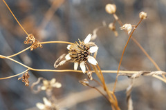 Zinnia acerosa