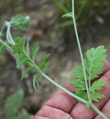 Tanacetum poteriifolium
