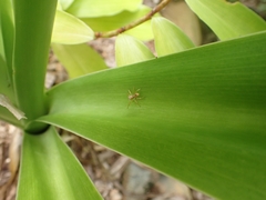 Cosmophasis bitaeniata