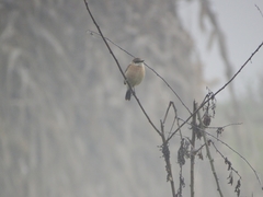 Saxicola maurus