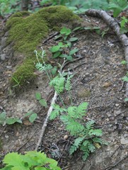 Tanacetum poteriifolium