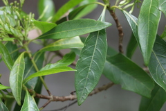 Pavetta australiensis