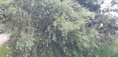 Callistemon