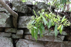 Pavetta australiensis