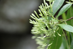 Pavetta australiensis