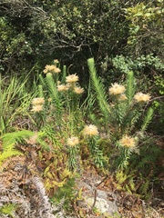 Phylica pubescens