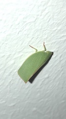 Siphanta acuta