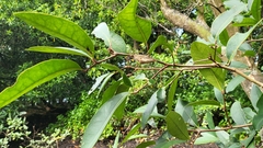 Xylocarpus granatum