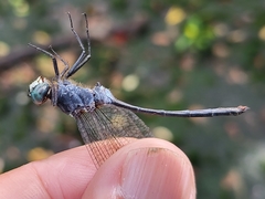 Pornothemis starrei